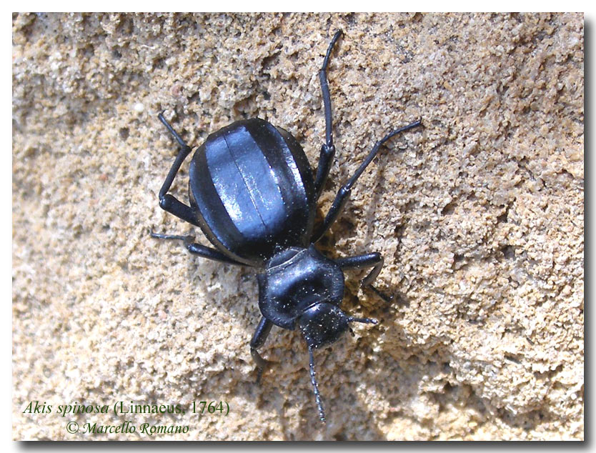 Galleria di...Tenebrionidae